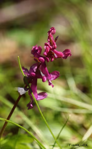 Corydalis_cava