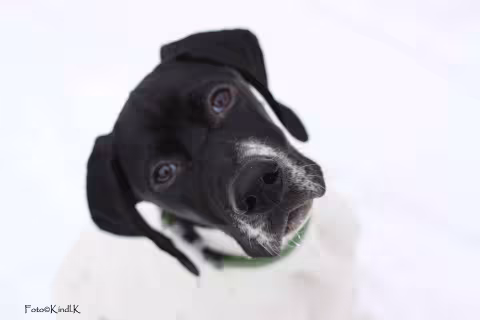 Pointer