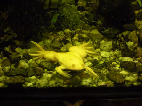 Happy Frog
