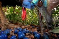 Christian Ziegler, Germany Southern Cassowary, Australia